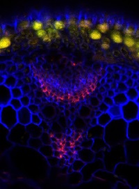 Fucosylated xyloglucan (clone CCRC-M1) in the group Antibodies for Plant/Algal / Cell Wall / Dr. Hahn collection, University of Georgia at Agrisera AB (Antibodies for research) (AS16 3136)